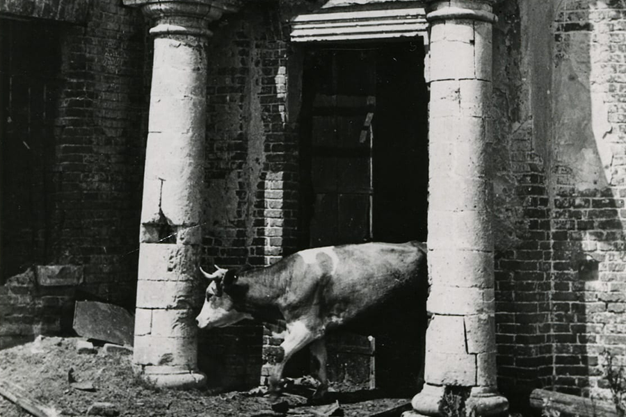 Cow Emerging from Church Doorway